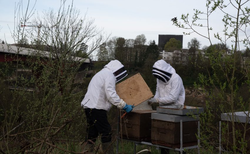 Bild : Zwei Imker installieren einen Bienenstock