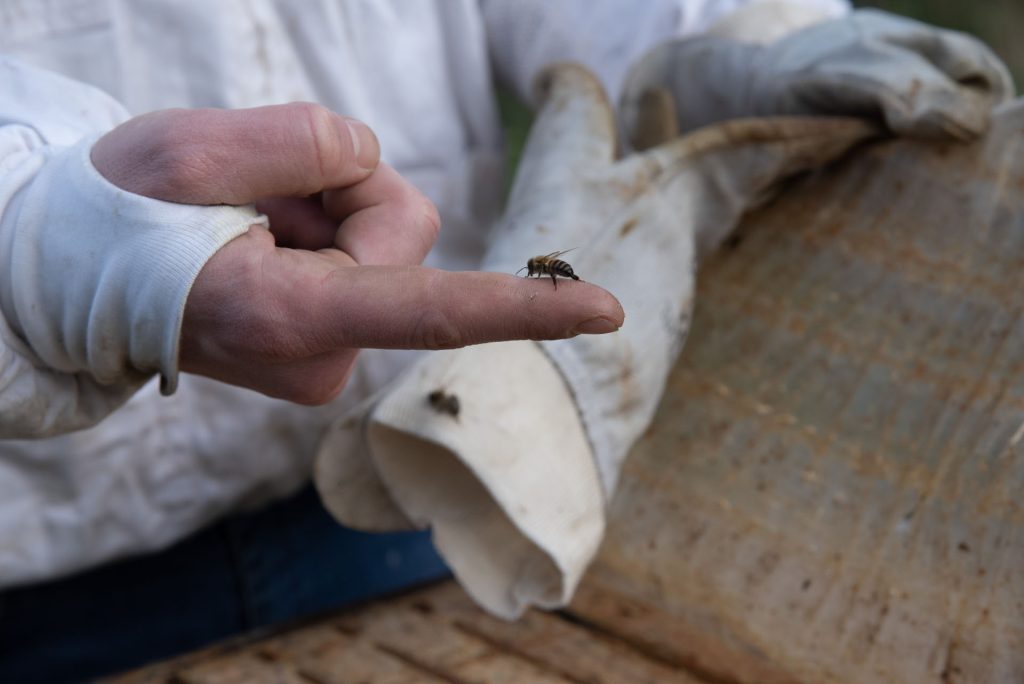 Image : une abeille sur le doigt d'un apiculteur